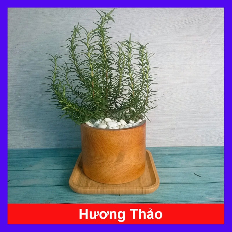 Cây Hương Thảo Rosemary Cây Tỏa Hương Thơm Dịu Nhẹ