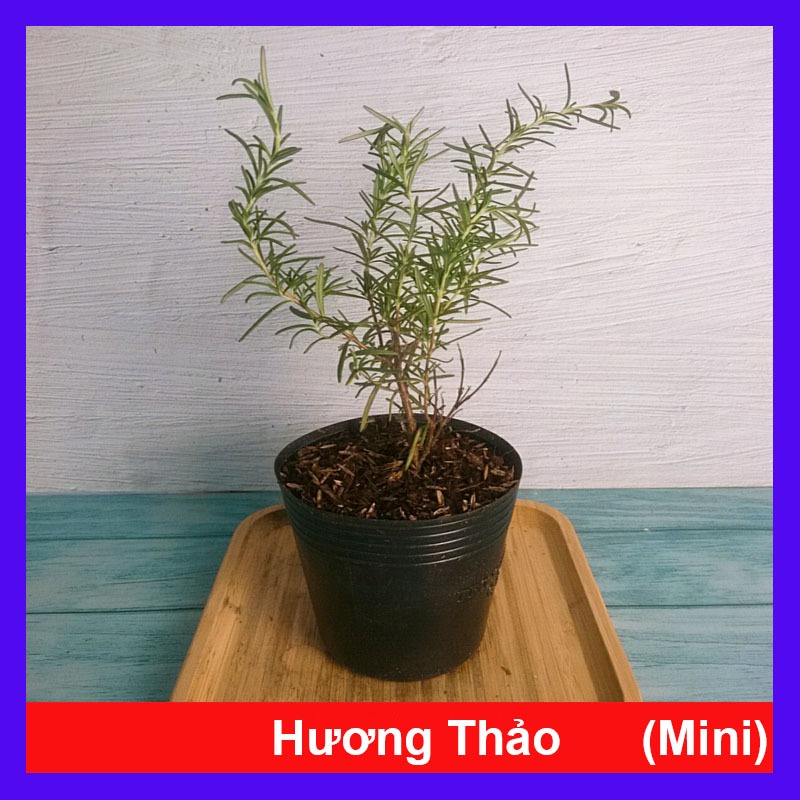 Cây Hương Thảo (Mini) Rosemary Cây Cảnh Để Bàn Cây Tỏa Hương Thơm Dịu Giúp Thư Giãn Giảm Stress